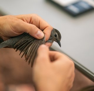A bird getting banded during BirdFest