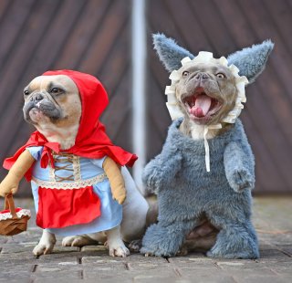 dog costumes