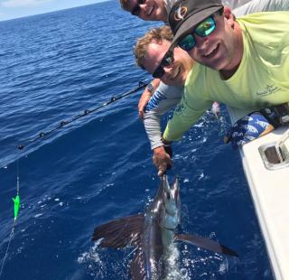 Gulf Coast sailfish