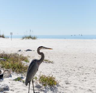 Blue Heron in Orange Beach