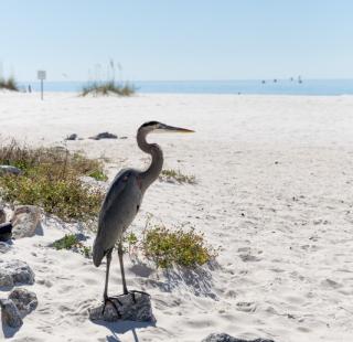 Blue Heron in Orange Beach