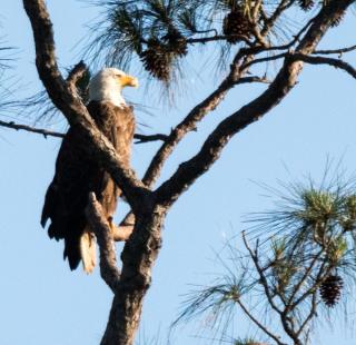 Gulf Coast Birding Amp Bird Watching Alabama Tourism