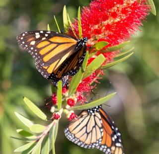 Orange Beach Monarch Butterflies