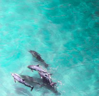 Dolphins on Alabama's Beaches