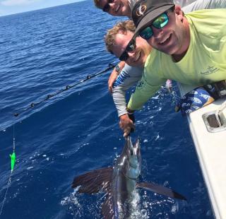 Gulf Coast sailfish