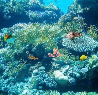 Snorkeling reef Orange Beach