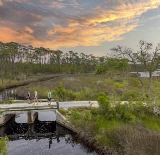 View of Pine Beach Trail on Alabama's Beaches