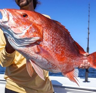 Red snapper on Alabama's Beaches
