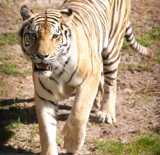 Gulf Coast Zoo tiger