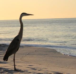 Trails Orange Beach AL