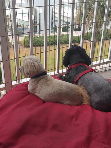 Gulf Shores pet friendly