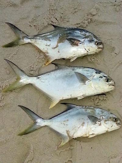 Pompano Orange Beach
