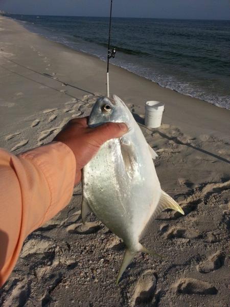 Florida pompano in the surf zone in Gulf Shores and Orange Beach Al
