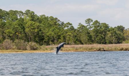 Dolphin Orange Beach AL