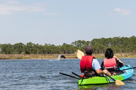 Wild Native Dolphin Kayak Tour Gulf Shores